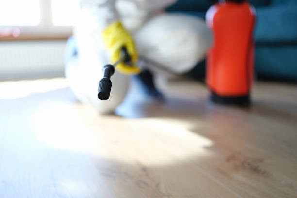 Best Basement Mold Removal  in Chester Center, CT