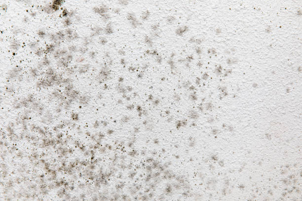 Best Mold-Related Health Consultation  in Chester Center, CT